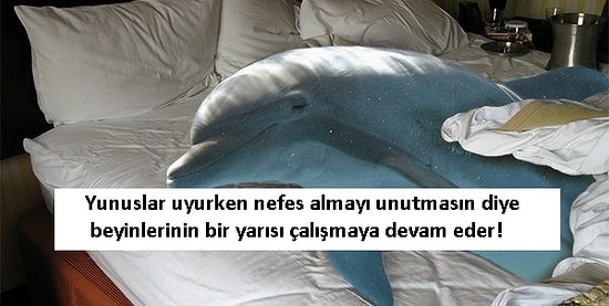 Uykuya Bayılmayan Var mı? Hayvanlar Aleminden 14 Minnoşun Bir Garip Uyku Alışkanlıkları