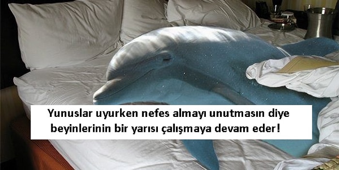 Uykuya Bayılmayan Var mı? Hayvanlar Aleminden 14 Minnoşun Bir Garip Uyku Alışkanlıkları