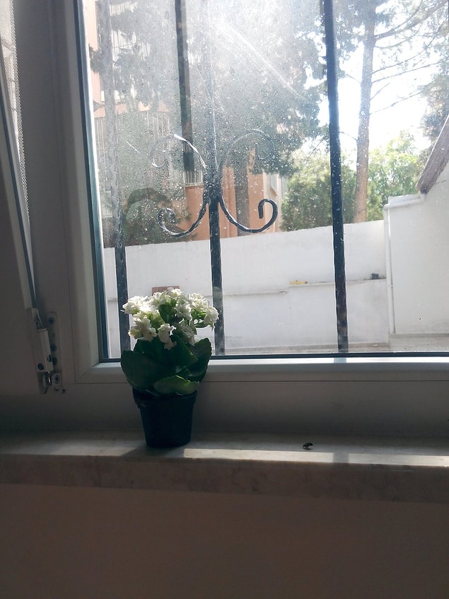 16. Siz oksijen salın, fotosentez yapmama izin vermediler benim. :)