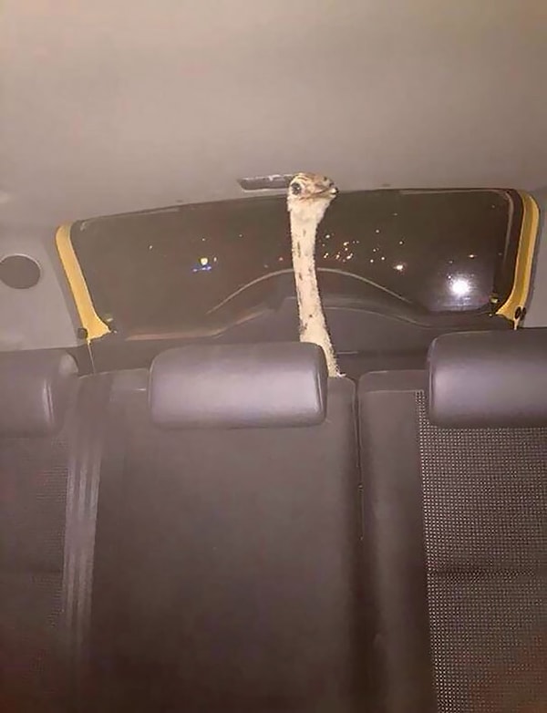 20. "Я не поверил своему другу, когда он сказал, что друг его сестры купил страуса, и попросил фото"