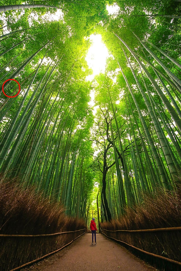 Посмотреть, где эмоджи: