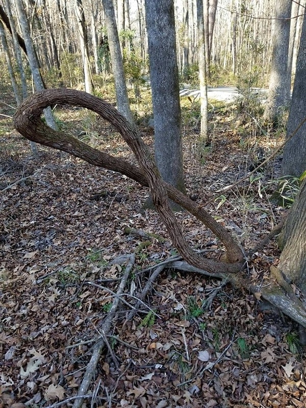2. А как вам это дерево, которое выросло в виде знака бесконечности?