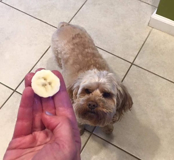 8. Когда морда твоей собаки выглядит как кусочек банана... 🍌😳