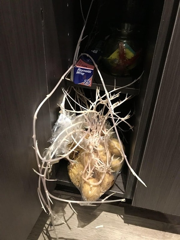 9. Когда забыли о картошке, а она проросла!