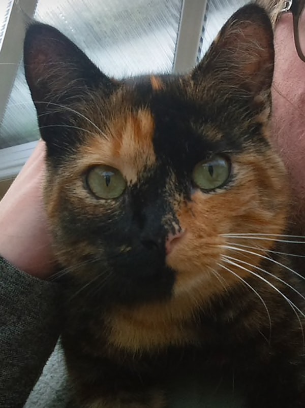 5. Морда моего кота просто бесценна!