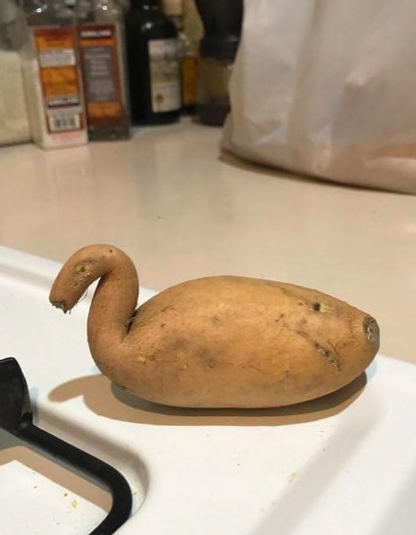 6. Какой там чёрный и белый лебедь, когда есть картофельный?