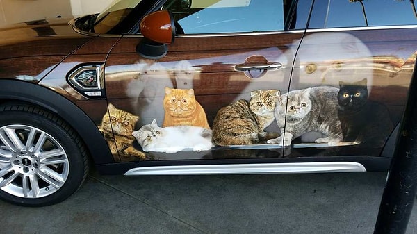 8. Когда ну очень любишь котиков!