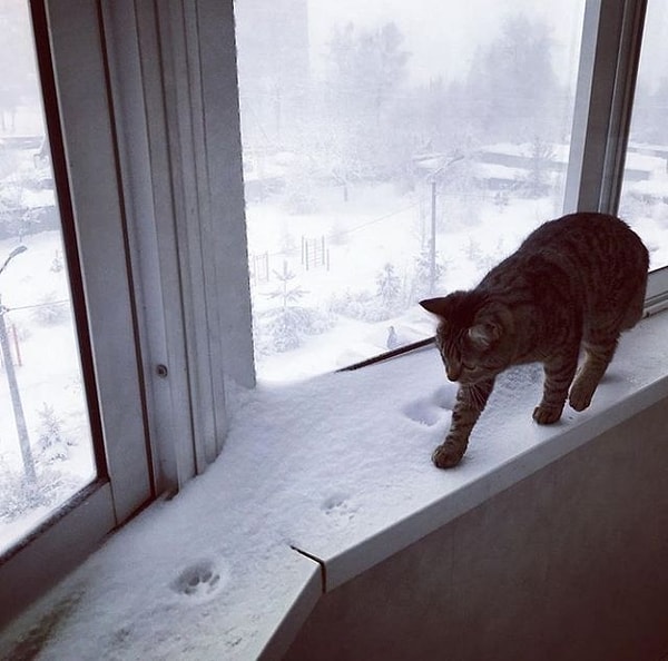 9. Теперь для прогулки и из дома-то выходить не надо!