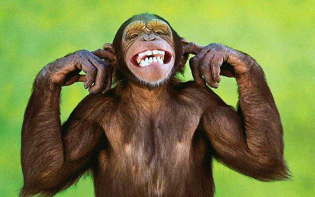 Müşteriler ya da garson satırla maymunun tepesine vuruyor ve bir delik açıyor. Müşteriler pipetlerle çığlıklar atmayı sürdüren maymunun beynini yiyor.
