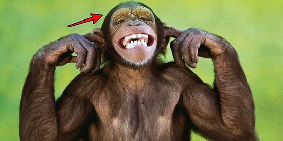 Olmaz Olsun Böyle Gelenek! Çin’de Kutlama Amacıyla Oluşan Akıllara Ziyan Yemek Kültürü