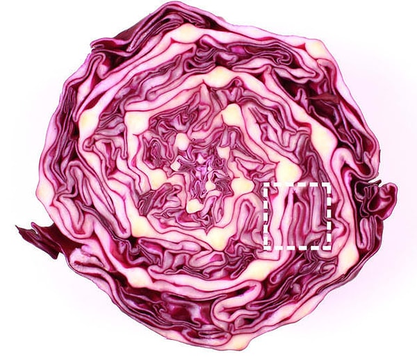 Посмотреть правильный ответ: