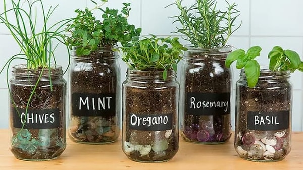 8. Убейте двух зайцев одним выстрелом, вырастив в кухне любимые травы