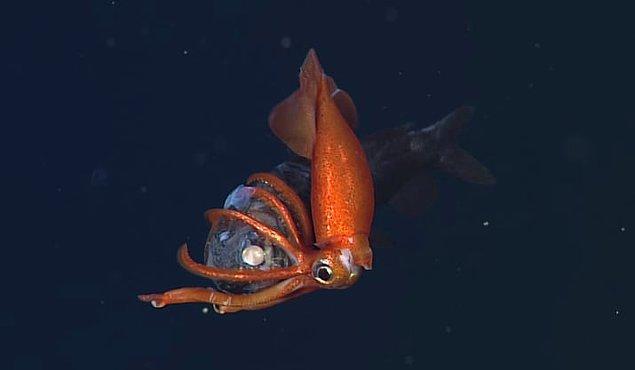 23. Okyanusun karanlık derinliklerinde herhangi bir bitki yetişmediği için orada yaşayan birçok canlı birbiriyle beslenir.