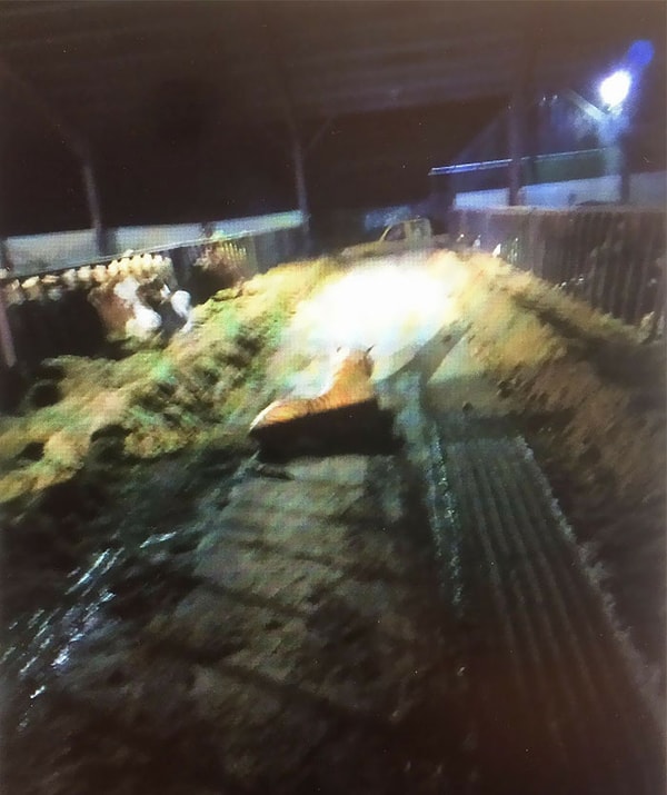 2. Брюс запаниковал — тигр вполне мог напасть на его беременных коров — и позвонил в полицию.