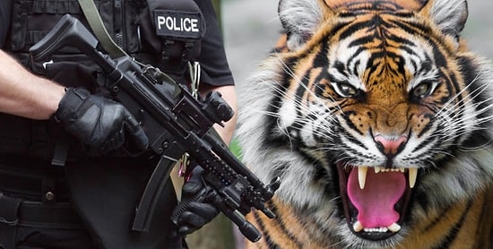 В Сети все смеются над полицейскими, которые почти час боялись подойти к плюшевому тигру