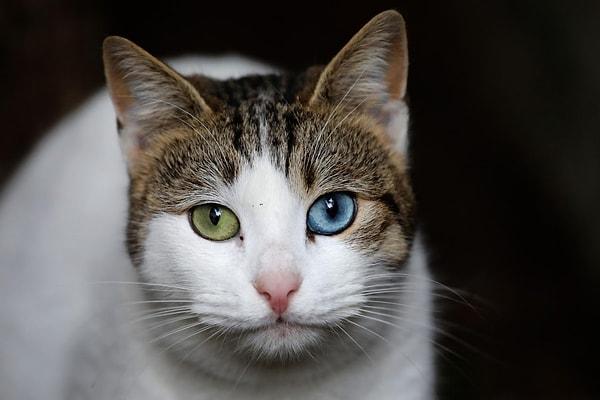 Uluslararası haber ajansı Reuters, İstanbul'un kedilerini fotoğrafladı.
