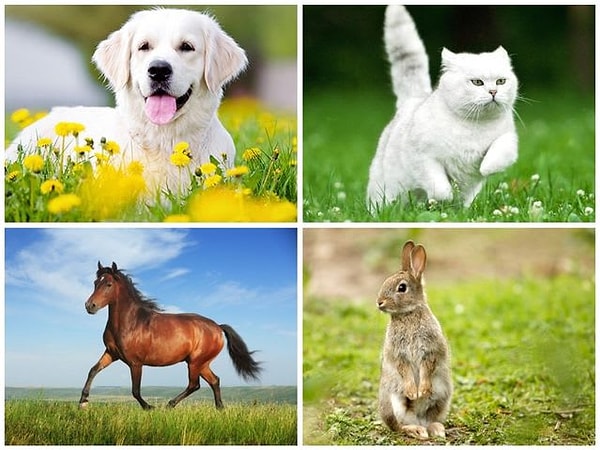 6. Быстро и не думая, выберите животное