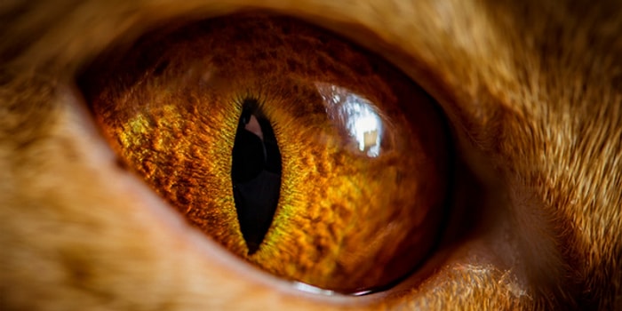 Bu 7 Rakamın Hepsini Görebilecek misin?