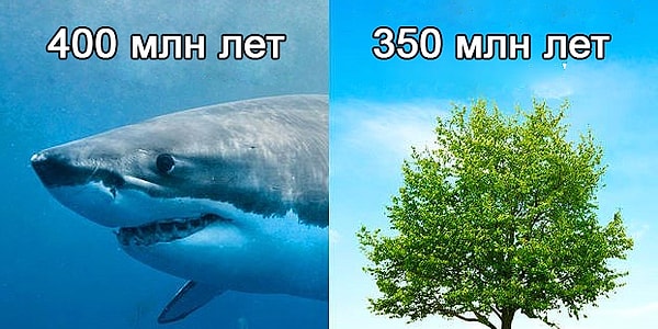 13. Акулы старше деревьев