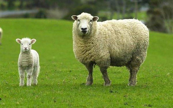 Dağıtılacak olan koyunların fiyatı ne olacak?