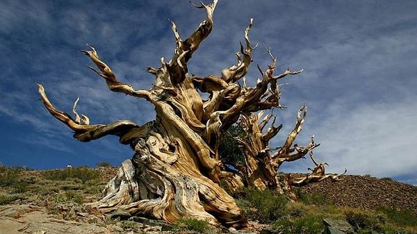 9. Dünyadaki en yaşlı ağaç onun yaşını ölçmeye çalışan adam tarafından öldürüldü.