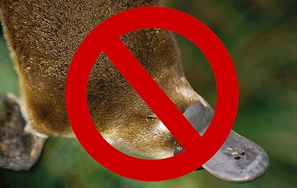 8. Но профессора это не убедило. В своем ответе она продолжает настаивать на своем отрицании существования Австралии как страны: