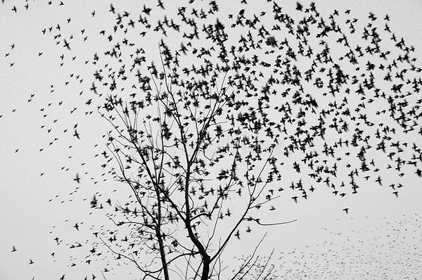Bağırmanla adadaki ağaçların üstünde duran kuşlar uçmaya başladı. Ada çok sessizdi. Ne yapacaksın?