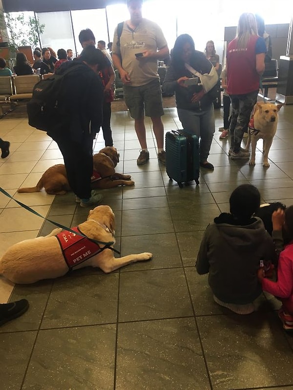 27. В аэропортах Канады есть собаки, которых можно погладить, чтобы успокоиться перед посадкой