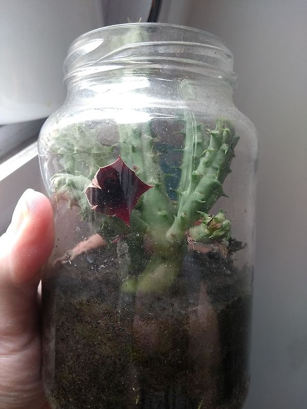 28. "Цветок моего друга выглядит как Демогоргон"