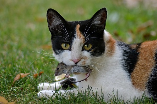 9. Кошки приносят хозяевам мышей и птиц, чтобы...?