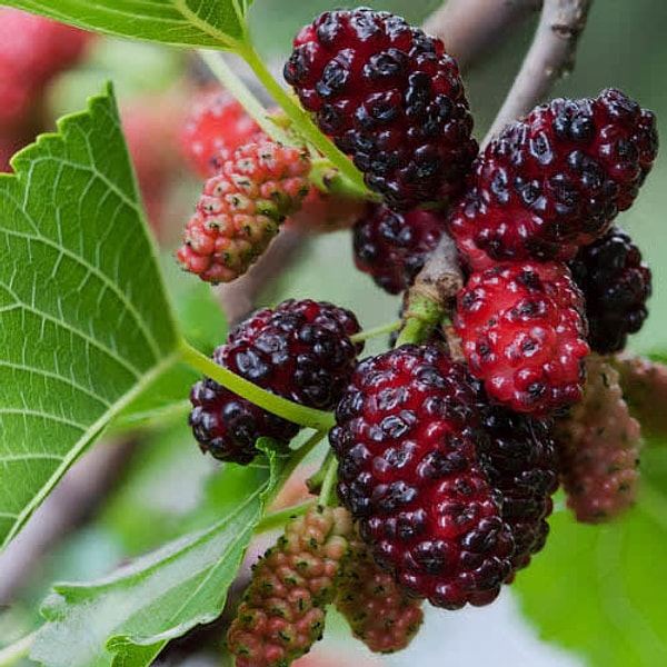 3. А как называется эта ягода?