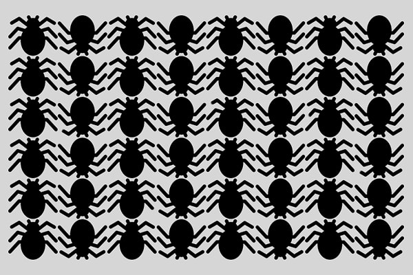 6. Назовите число пауков, у которых ноги короче, чем у остальных: