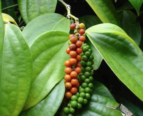 4. Что за специя представлена на картинке?