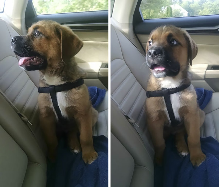 Прогулка с собакой. Собаки поведет. Прогулка с собакой на поводке. Собаки поведет. Прогулка с собакой.