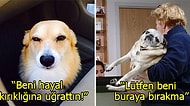 Veterinere Gittiğini Anlayınca Hissettikleri Yüzlerinden Okunan Sevimli Dostlarımız