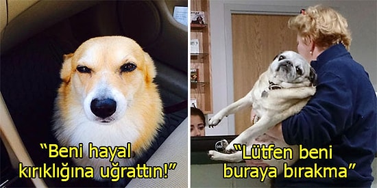 Veterinere Gittiğini Anlayınca Hissettikleri Yüzlerinden Okunan Sevimli Dostlarımız