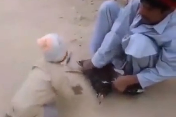 Horozu Kesmek İsteyen Babasına İzin Vermeyen Ufaklık