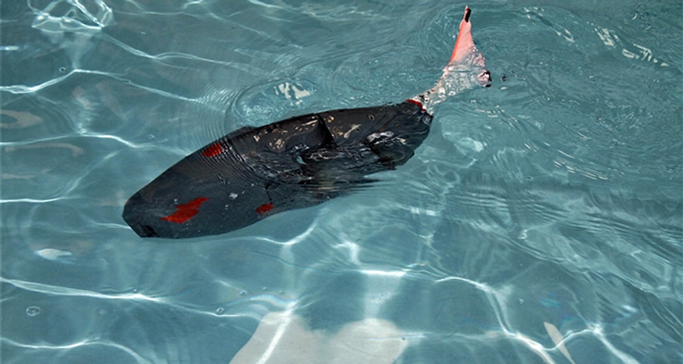 Fırat Üniversitesi'nde Geliştirilen Akıllı Robot Balık