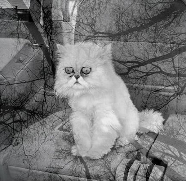 2. «Сегодня я ехал на работу на автобусе. Рядом со мной села милая старушка. На половине пути она заснула и уронила голову мне на плечо. Я попытался аккуратно ее разбудить перед моей остановкой, но она не просыпалась. Она вообще не спала. Она была мертвой. Я проехал 30 минут с мертвой старушкой на плече».