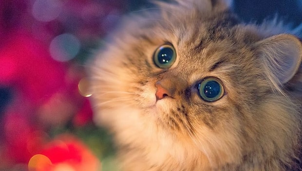 Kedi