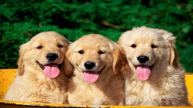 Köpek