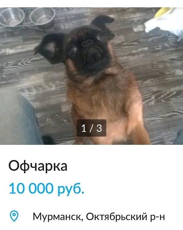 14. Новое слово в селекции