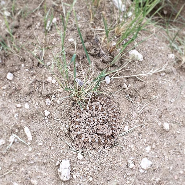 13. "Почти что наступил на эту незаметную «веревочку»"