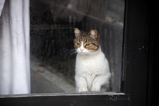 'Savcı Talimatıyla' Serbest: Yalova'da Bir Dükkanda 20 Gün Mahsur Kalan Kedi Özgürlüğüne Kavuştu