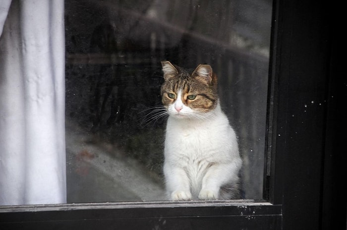 'Savcı Talimatıyla' Serbest: Yalova'da Bir Dükkanda 20 Gün Mahsur Kalan Kedi Özgürlüğüne Kavuştu