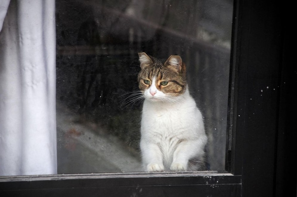 'Savcı Talimatıyla' Serbest: Yalova'da Bir Dükkanda 20 Gün Mahsur Kalan Kedi Özgürlüğüne Kavuştu