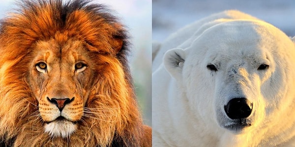 5. Самый крупный наземный хищник - это...