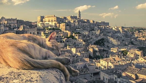 1. Домашних кошек можно увидеть по всему миру, кроме, быть может, Антарактиды