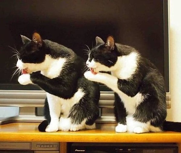 7. Окей, теперь мы знаем, что ЭТО распространилось и в царстве животных