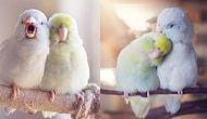 Bir Hayvanseverin Papağanları İçin Hazırladığı 'Resimli Aşk Hikâyesi' Kalbinizi Isıtacak!
